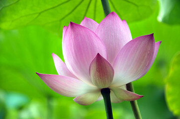 Blossoming lotus flower