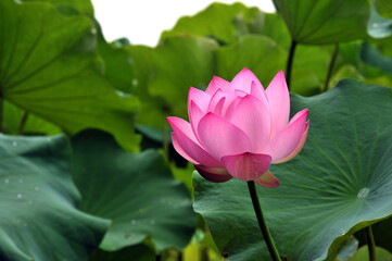 Obraz premium Blossoming lotus flower