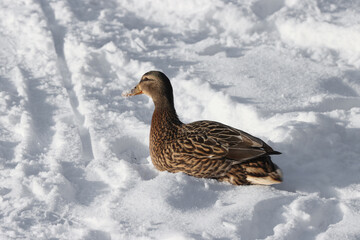 Duck bird in winter in the snow.