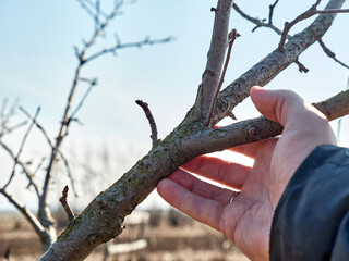 Damage to a branch of a fruit tree. Spring work in the garden. Caring for fruit trees in the spring.