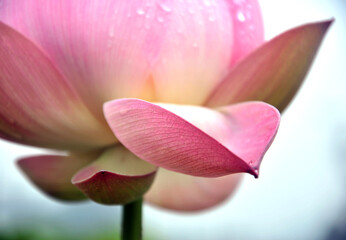 Blossoming lotus flower