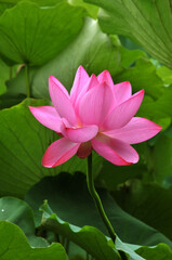Fototapeta premium Blossoming lotus flower
