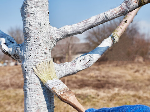 Spring whitewashing of fruit trees. Protect trees from pests and sunburn. Spring work in the garden. Caring for fruit trees in the spring.