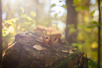 Yellow mushrooms on an old stump. Polypore, toadstool, tree mushrooms in the autumn forest