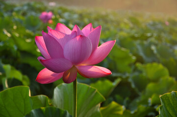 Fototapeta premium pink lotus in the garden
