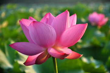 pink lotus flower in garden