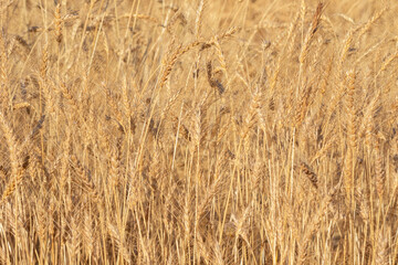 ripe wheat head