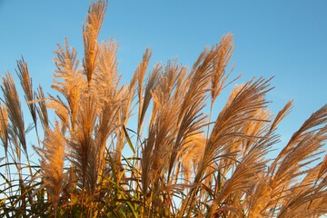 ears of wheat against blue sky