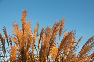 ears of wheat against blue sky