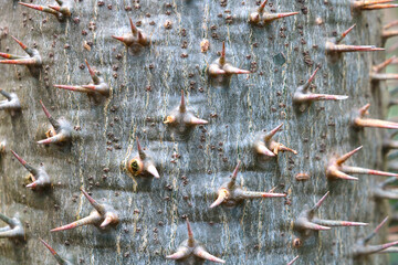 Close-up of the trunk of a large cactus with needles, background.