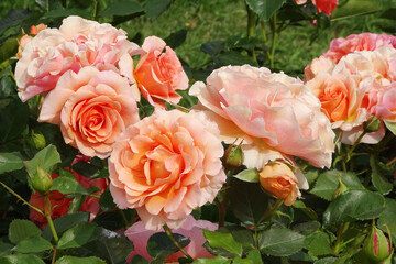 薄いオレンジ色のバラ（rosa）