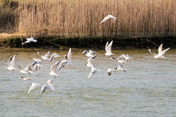 Italy Tuscany Maremma Castiglione della Pescaia Grosseto, natural reserve of Diaccia Botrona,  flock of Chroicocephalus, Bonaparte's gull, philadelphia in flight over the Bruna river