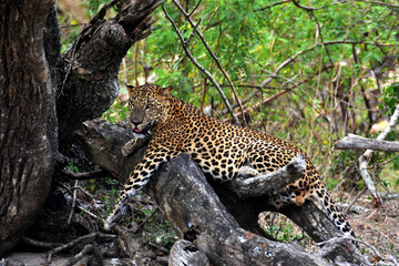 Resting in the shade - Sri Lankan Leopard