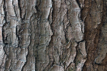 Close-up of the texture of the bark of the tree, the wooden background.