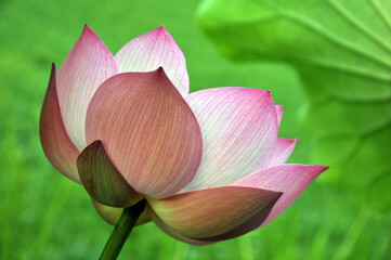 Blossoming lotus flowers