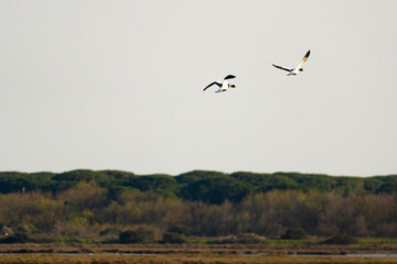 Tuscany, Castiglione della Pescaia nature reserve of Diaccia Botrona, volpoca,  Tadorna tadorna,shelduck couple in flight