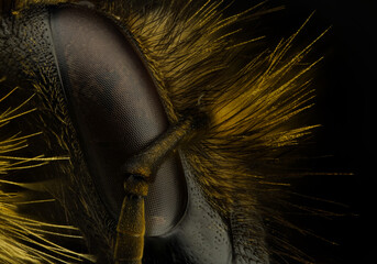 Detailed macro photography of insect Bumble-bee