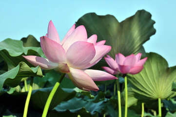 Fototapeta premium Blossoming lotus flowers