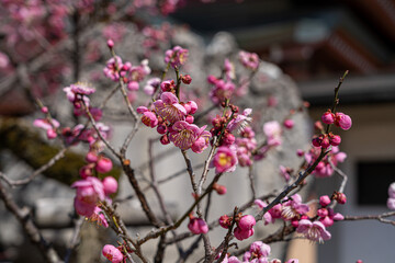 北野天満宮　梅の花