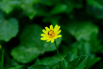 Close-up singapore daisy flower blooming in forest