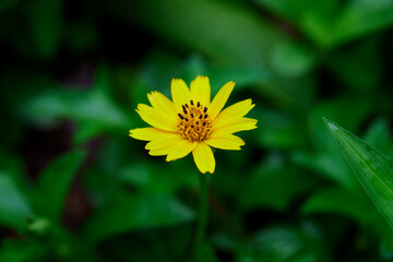 Close-up singapore daisy flower blooming in forest