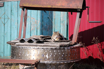 cat on the roof