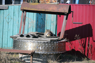 a cat sitting on a well against the background of bright fences