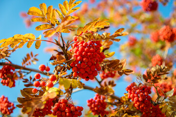 Red rowan berries on a tree with yellow leaves. Bunches of red medicinal berries