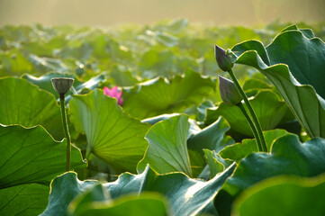 Lotus flowers in sunset
