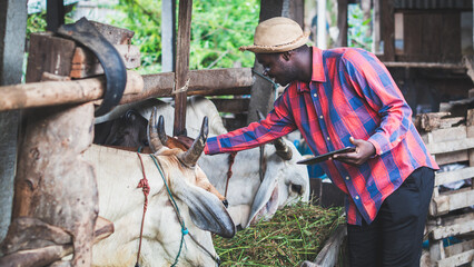 African  farmer  feeding cows with hay and grass on animal farm. Agriculture and animal farm with  technology concept