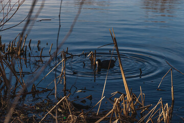 Eurasian coot (Fulica atra) on a pond with blue water on a sunny day. A coot duck swimming in a lake. A waterfowl coot in a pond with yellow dry reeds. Selective focus.