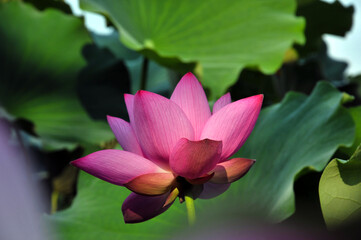 Fototapeta premium Blossoming pink lotus flower