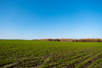 beautiful field with green grass and trees
