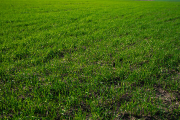 dense green grass on the field