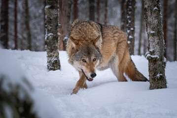 The wolf sneaks between the trees in the winter forest, head bent low.