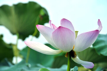 Fototapeta na wymiar Blossoming pink lotus flower