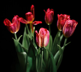 bunch of red tulips isolated on black background