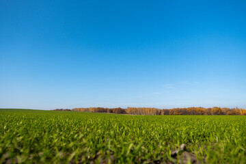 Fototapeta na wymiar beautiful field with green grass and trees