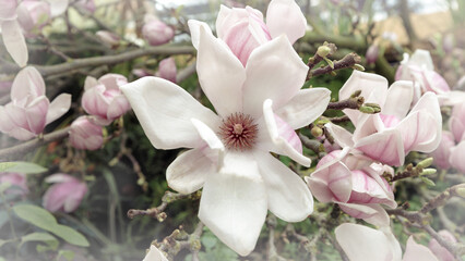 Obraz premium Magnolia blossom spring garden. Spring background pink flowers