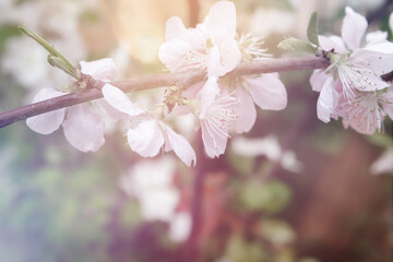 Blooming apple tree on a blurred natural background. Selective focus.
