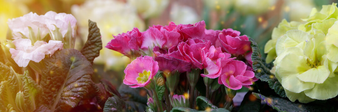 Perennial primrose or primula in the spring garden.