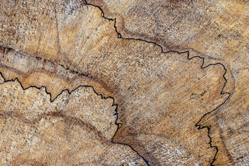 ausgeprägte Texturen auf frisch geschlagenem Holzstamm