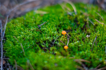 green forest moss with mushrooms