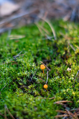 green forest moss with mushrooms