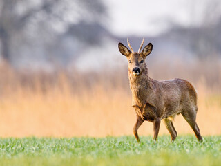 Naklejka na ściany i meble Curious male wild deer in an open field