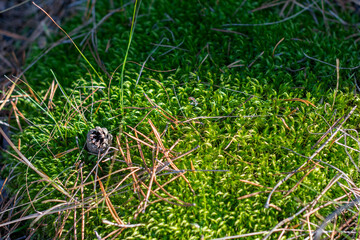dense green forest moss