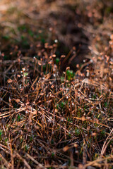 green moss in the forest with spruce needles