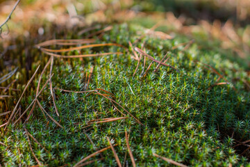 dense green forest moss