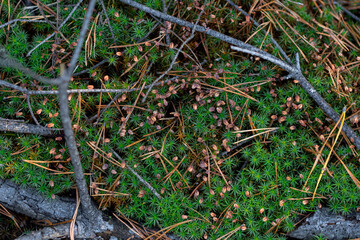 green moss in the forest with spruce needles