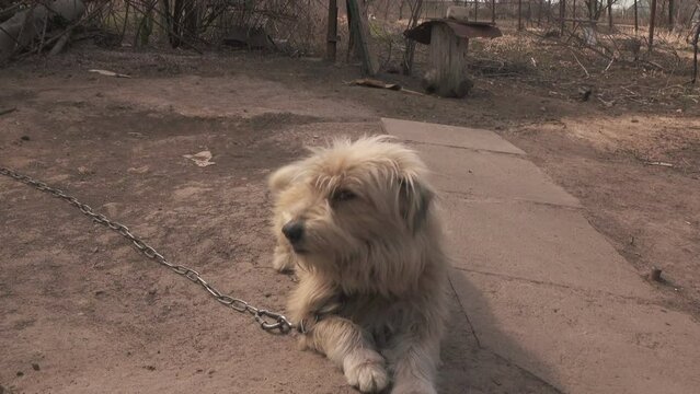 Yard dog on a chain in a rural yard